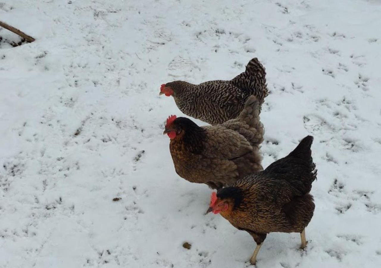 Am Balkon Des Erzgebirges Lägenhet Bernsbach Exteriör bild